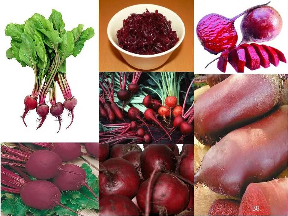 Свекла группа. Свекла кубанская борщевая 43. свекла кубанская борщевая. кормовая свекла и сахарная свекла.