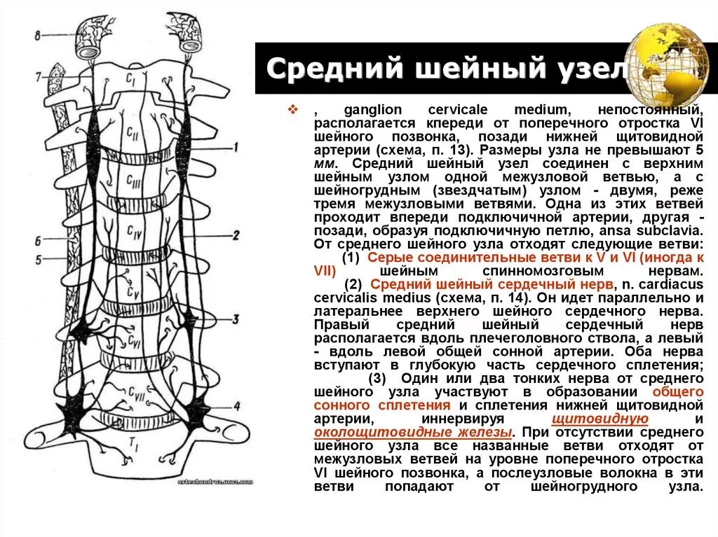 Нижний узел шейного отдела симпатического ствола. Ветви узлов шейного отдела симпатического ствола. Шейный отдел симпатического ствола: узлы , ветви , области иннервации. Средний шейный узел симпатического ствола ветви. Промежуточные нервные узлы