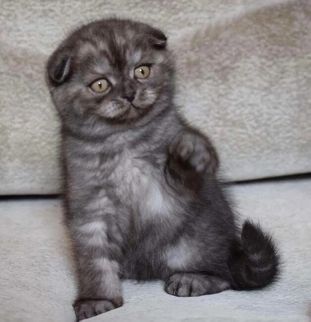 Шотландский котенок мальчик. Британский вислоухий котенок серый мальчик. Шотландская вислоухая кошка чистокровная. Шотландская вислоухая кошка дымчатого окраса. Шотландская вислоухая кошка черно серая.