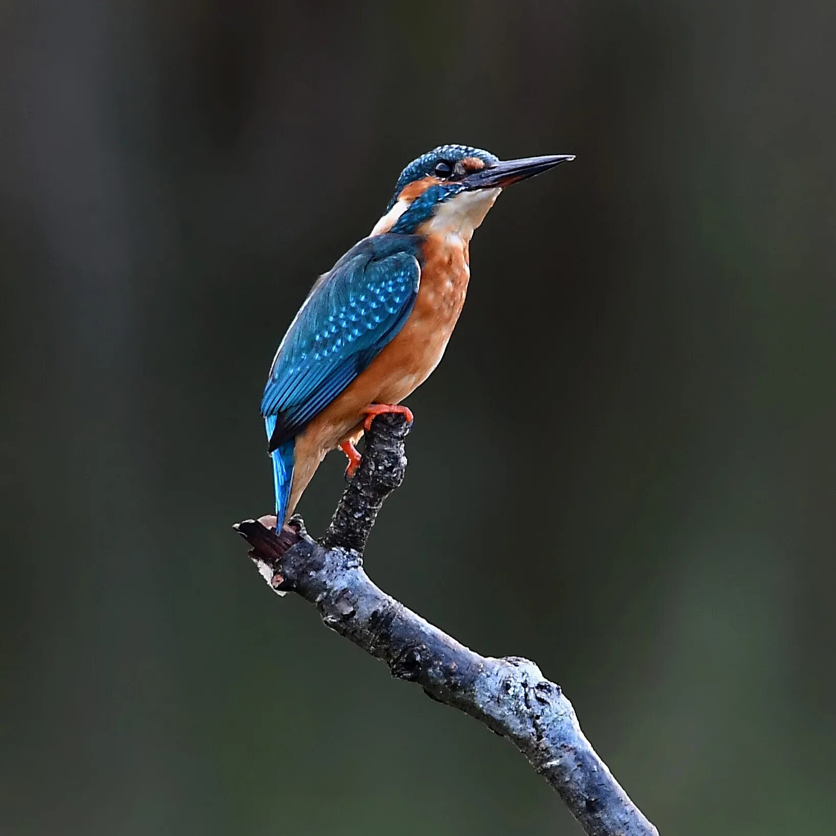 Зимородок в люксембурге. Зимородок кадры из сериала. Изумрудный зимородок. На каком канале будут показывать зимородка. Зимородок турецкий каст.