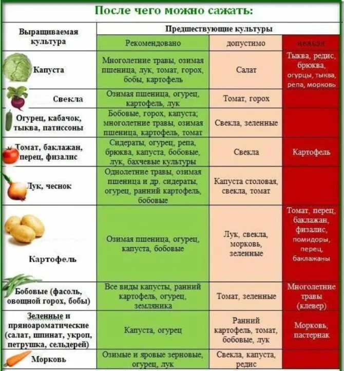 Капуста после картошки. Посадка овощей предшественники таблица. Таблица севооборота овощных. Таблица чередования посевов овощей в огороде.