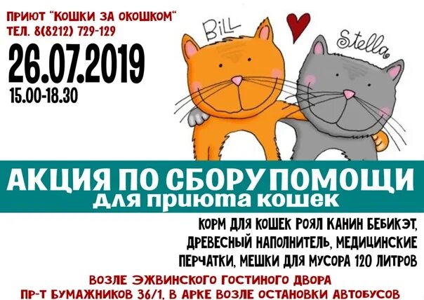 Приют для кошек в Сыктывкаре. Кошки из приюта Сыктывкар. Кошки за окошком Сыктывкар приют. Номер приюта для кошек