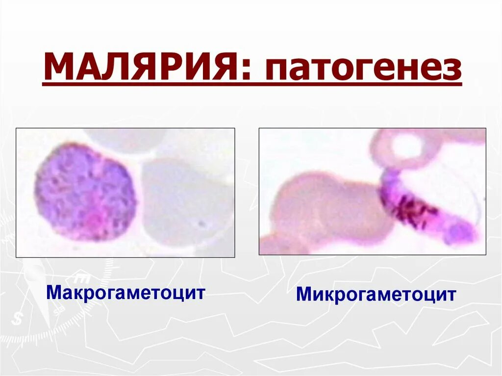 Микрогаметоцит это. Патогенез малярии. Малярия этиология эпидемиология. Малярия этиология патогенез. Патогенез малярии схема.