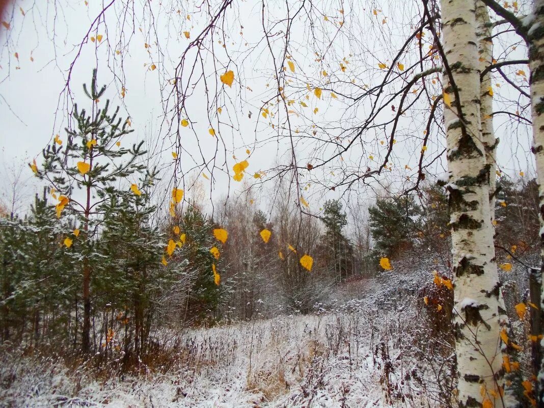 Ноябрь природа. Конец осени. Поздняя осень, предзимье. Лес в ноябре. Осень без тебя зима