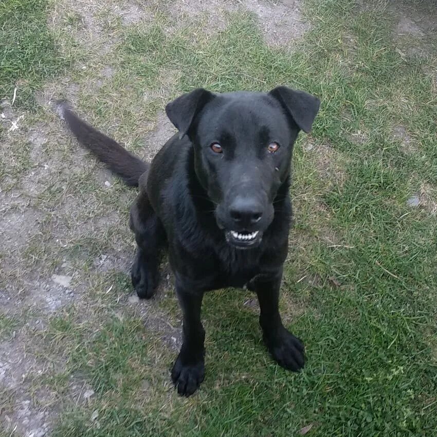 Treatment of hip dysplasia in the young dog - Perros siempre en movimiento