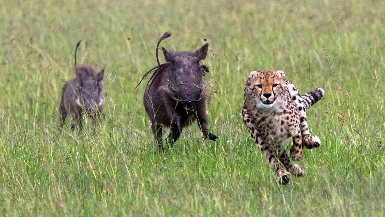 сибирская косуля спаривание. львица фото. гоняет самку. брачный период у животных. гоняет самку.
