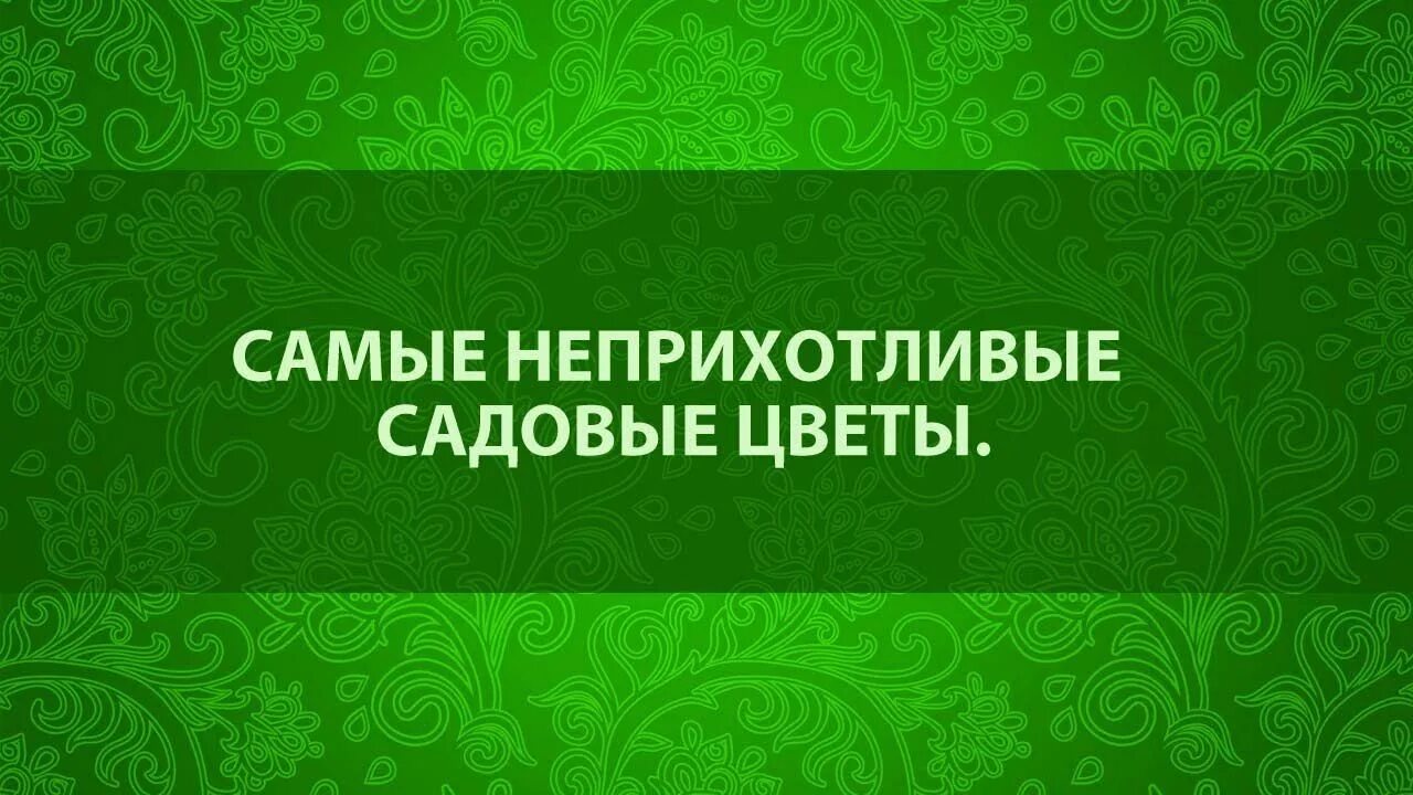 Сайт садовая интернет магазин. Садовый мир. Садовый мир Жуковский интернет магазин осень. Садовый мир ИП Корчагин каталог.