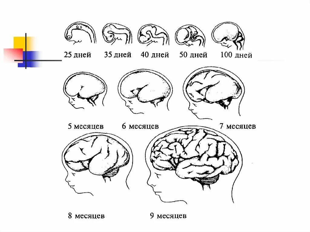 Рост и развитие головного мозга в онтогенезе. Стадии развития головного мозга человека анатомия. Этапы развития головного мозга в онтогенезе. Последовательность этапов развития головного мозга в онтогенезе.
