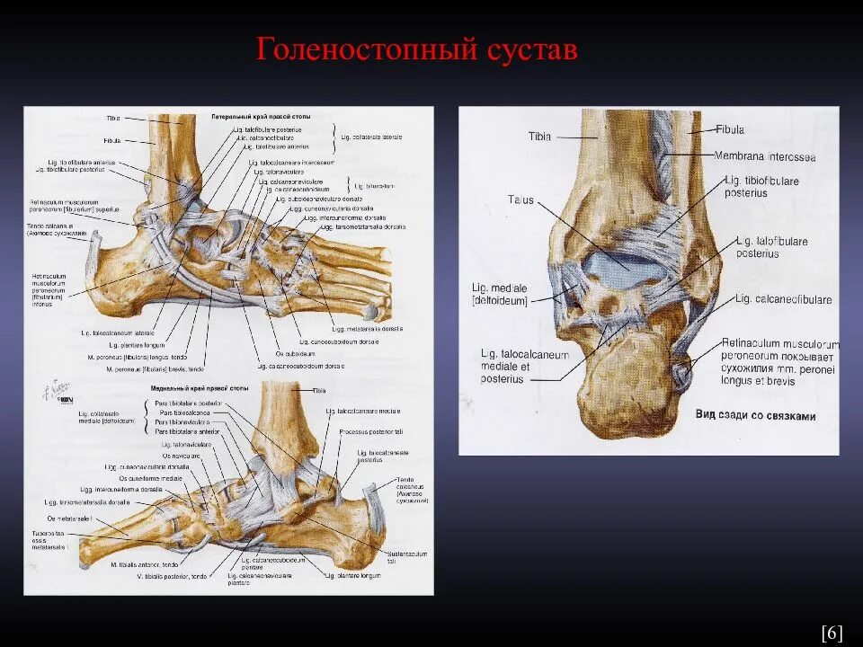 Голеностопный сустав. Голеностопный сустав рентген анатомия рентгеноанатомия. Голеностопный сустав анатомия характеристика. Строение голеностопа сзади. Голеностопный сустав кости образующие сустав.