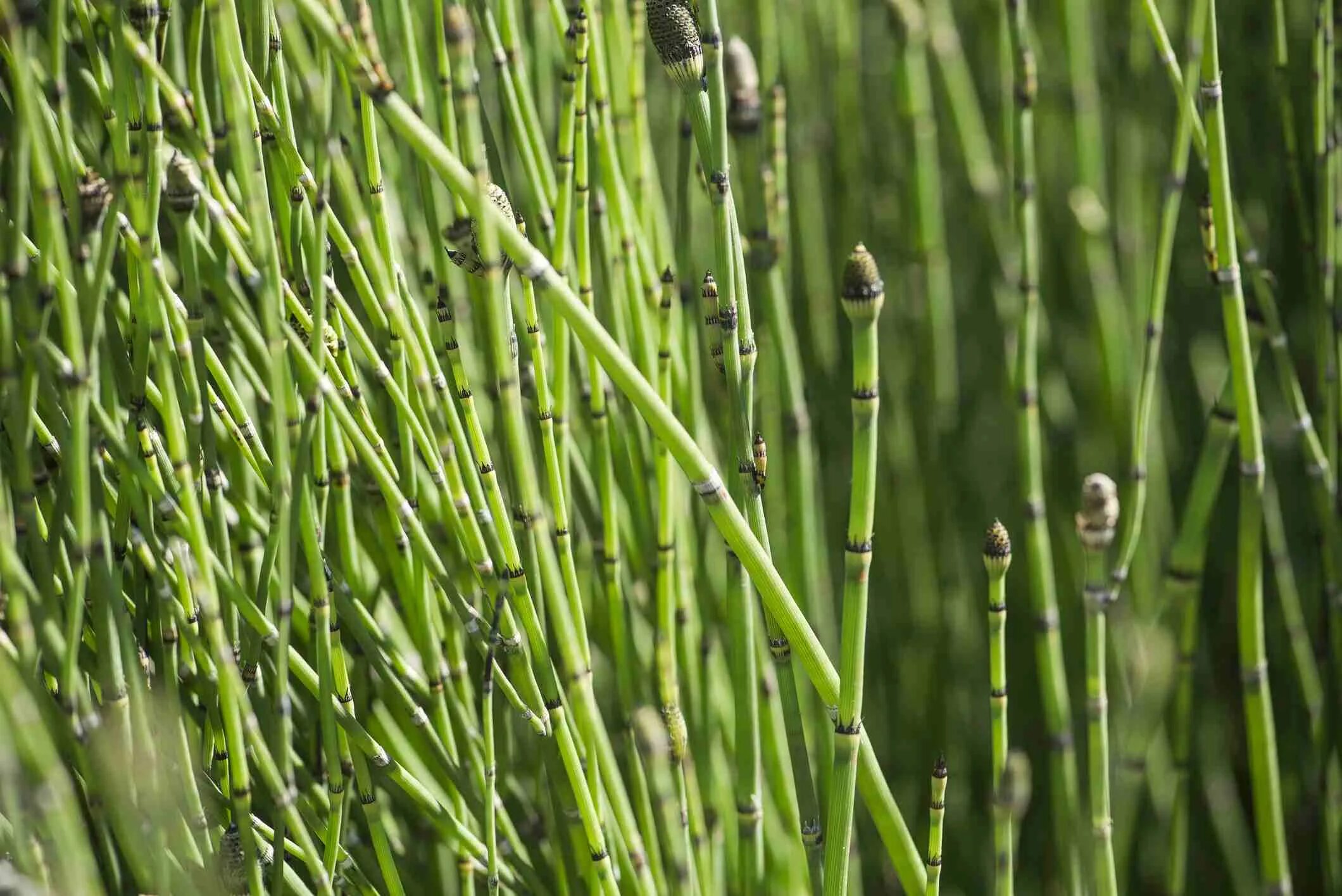 Как пить хвощ. Хвощ полевой (equisetum arvense). хвощ полевой equisetum arvense l.. хвощ топяной.