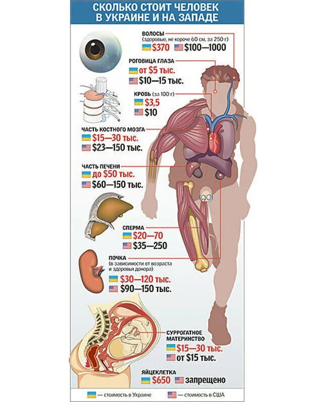 Мужское яичко донорство. Сколько стоит почка. Колько сточт органы человека. Сколько стоят органы человека. Сколько стоит почка человека.