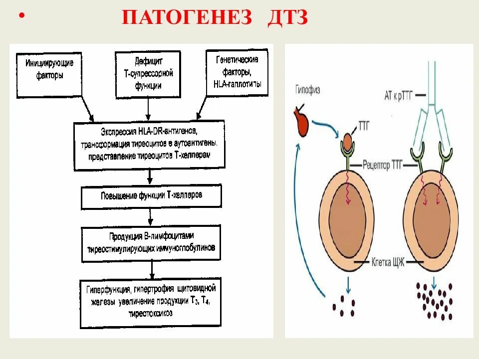 Зобом является. Базедов зоб патогенез. Диффузный тиреотоксический зоб патогенез. Диффузный токсический зоб болезнь Грейвса патогенез. Базедова болезнь патогенез.