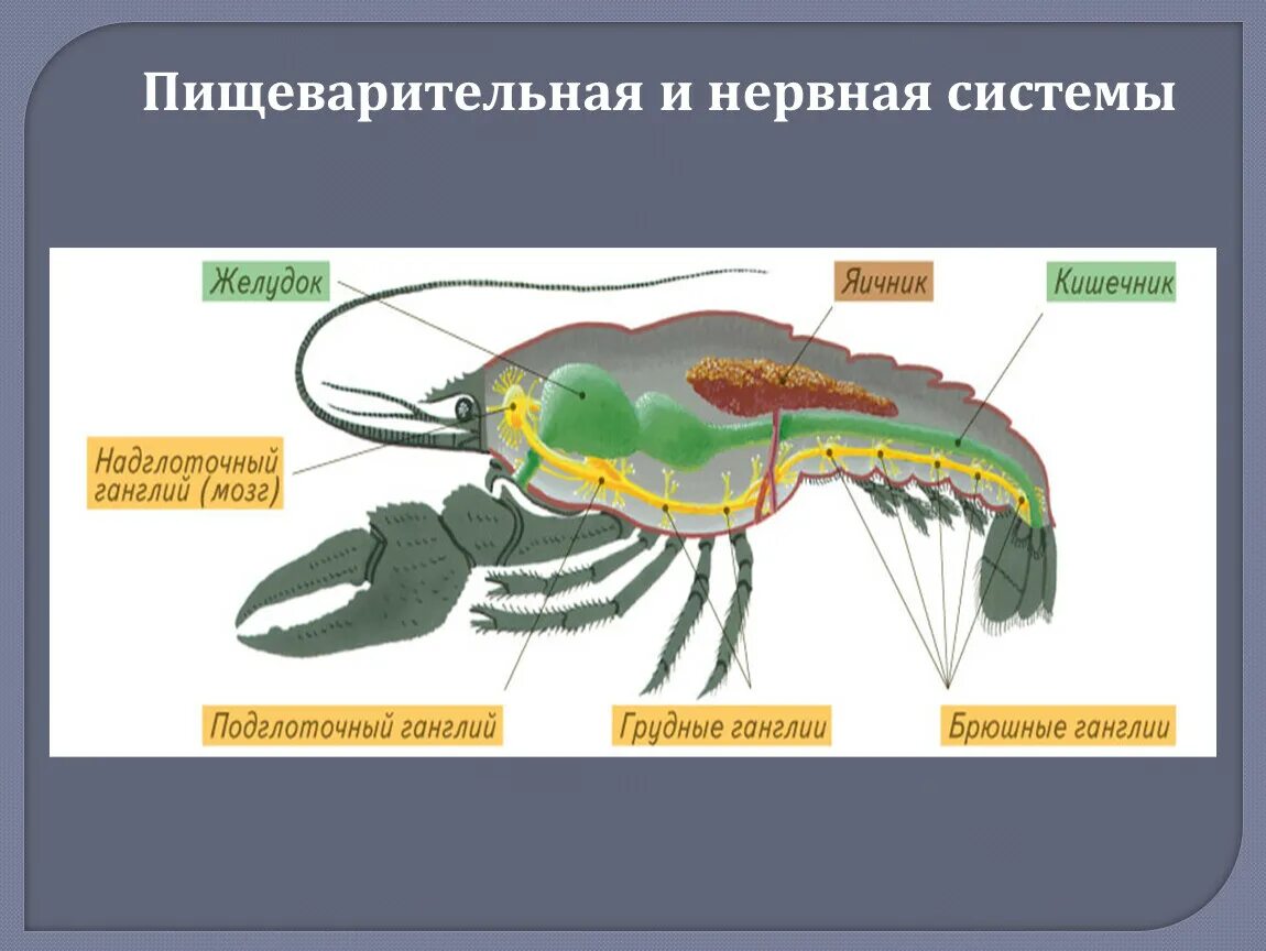 Нервная система ракообразных 7 класс биология. Нервная система у ракообразных ракообразные. Ракообразные 7 класс биология. Класс ракообразные нервная система.