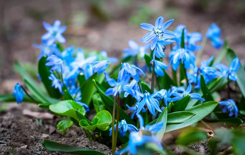 синие подснежники как называются. сцилла (пролеска) колокольчатая. первоцветы пролеска сибирская. пролеска сцилла. подснежник пролеска.