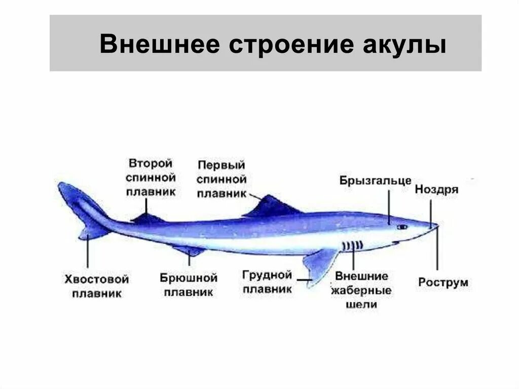 Спинной плавник у рыб. Внешнее строение акулы. Внутреннее строение акулы. Строение АК. Брюшной плавник акулы.