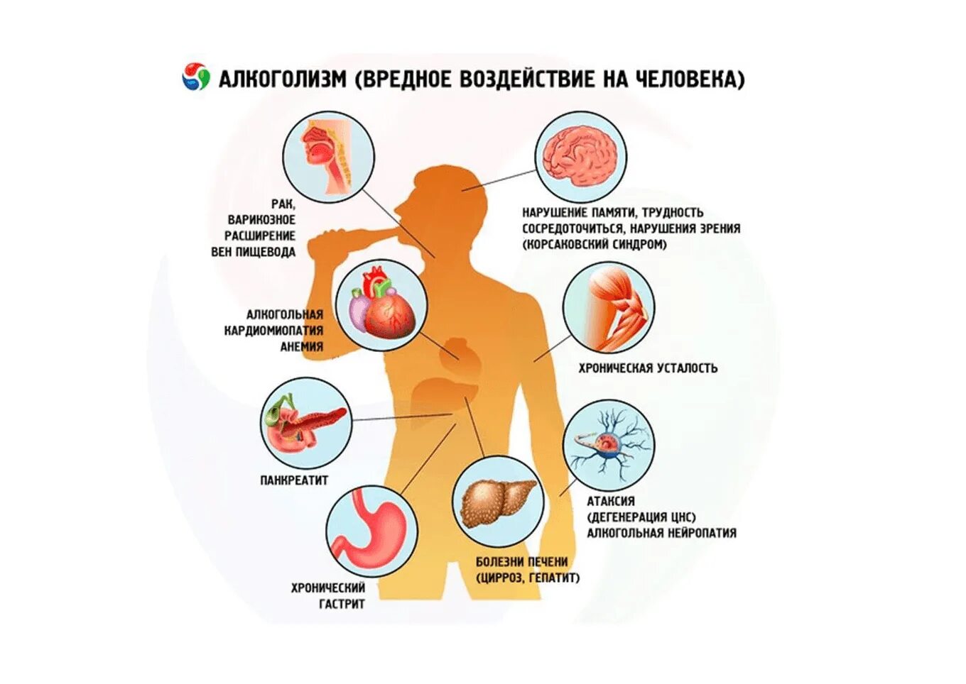 План питания на сушке для мужчин. Пример питания на сушке. Примерное питание на сушке для девушек меню. Правильное питание для мужчин. Можно ли при сушке пить.
