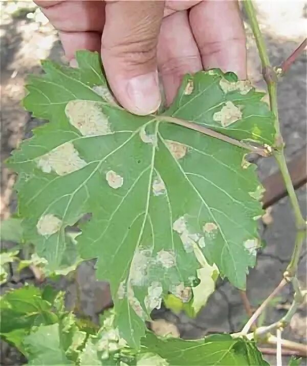 Милдью как лечить. Милдью ложная мучнистая роса винограда. Милдью (ложная мучнистая роса). Милдью винограда препараты для обработки. Войлочный клещ — виноградный зудень.