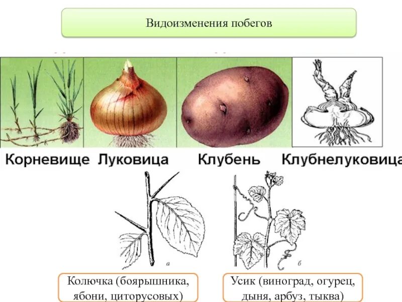 Клубень картофеля и ус земляники. Усики винограда это видоизмененные побеги. Видоизмененные побеги корневище. Видоизменённый побег корневище. Видоизменённые надземные побеги.