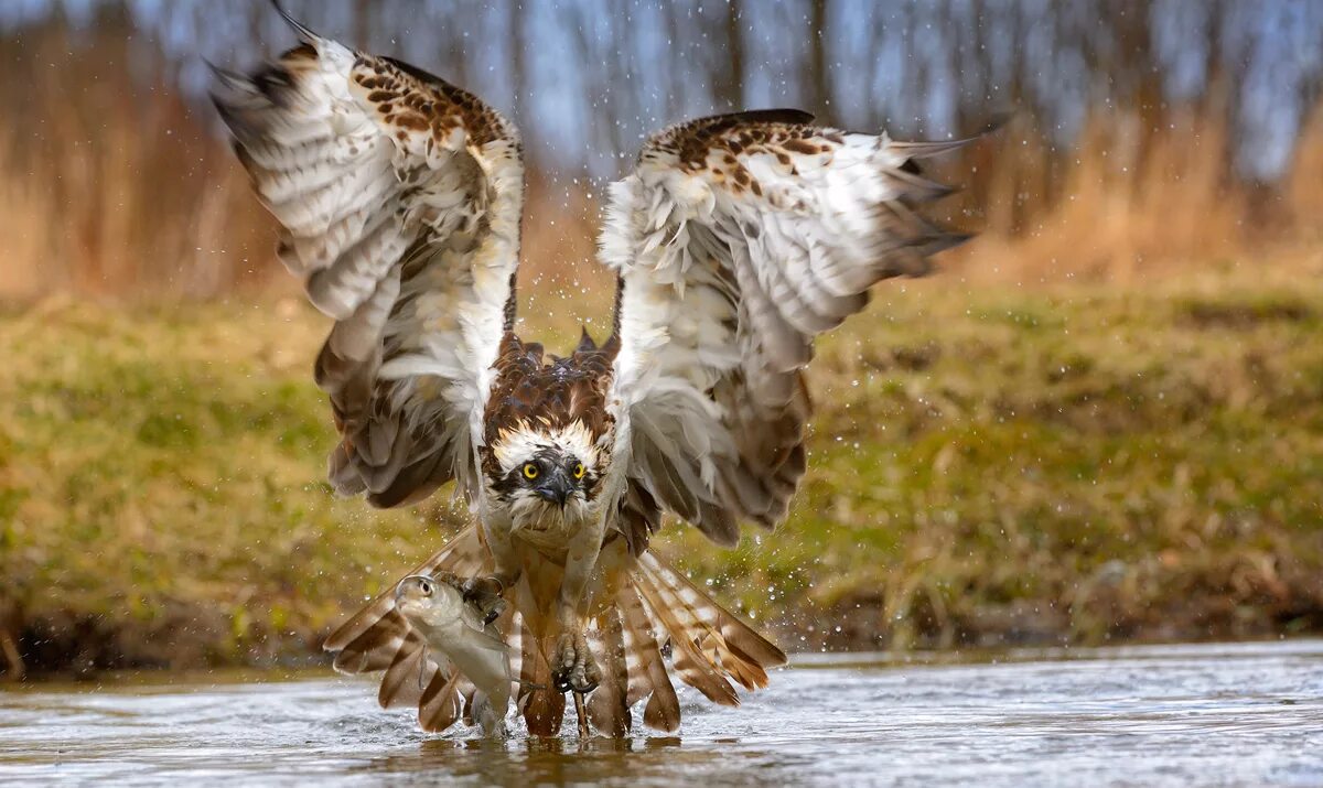степной орел на охоте. ястреб-тетеревятник. видит добычу. беркут птица на охоте. орлан белохвост с рыбой.