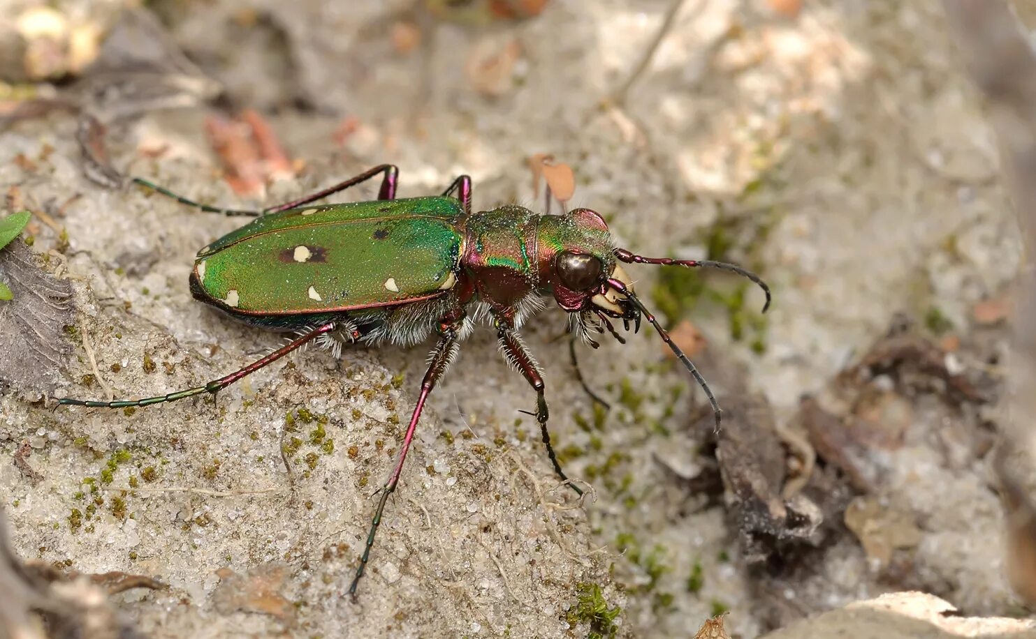 Жук скакун полевой. Жук скакун полевой зеленый. Cicindela Campestris. Австралийский Жук скакун.