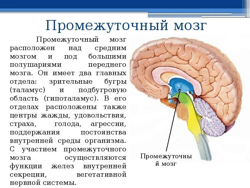 Что относится к головному мозгу. Строение и функции среднего мозга мозга. Строение промежуточного мозга в головном мозге. Средний мозг продолговатый мозг промежуточный мозг функции. Средний мозг строение и функции анатомия.