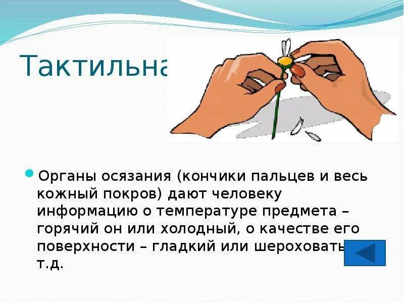 Обработка тактильной информации. Теплый или холодный предмет осязание. осязательная информация. тактильное получение информации. тактильная информация передается через органы осязания.