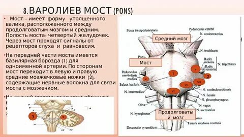 Варолиев мост