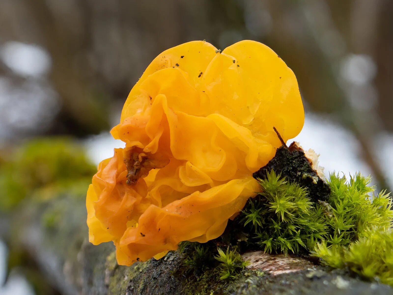 Дрожалка оранжевая гриб. Дрожалка оранжевая (Tremella mesenterica). Дрожалка оранжевая съедобный гриб. Слизевик Дрожалка оранжевая.