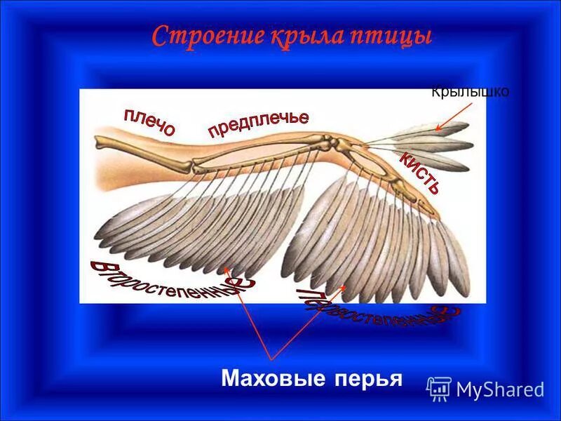 Внешнее строение крыла. Гусеобразные строение крыльев. Птичье крыло строение. Строение крыла. Строение крыла стрижа.