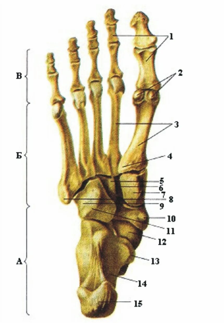 Основные фаланги стопы. Проксимальная фаланга пальца стопы анатомия. Сесамовидная кость стопы. Кости предплюсны. Анатомия плюсневой кости.