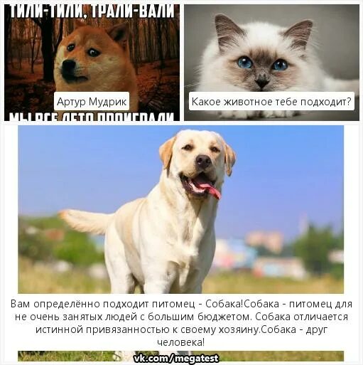 Тест каким животным была в прошлой. Тест каким животным была в прошлой. Каким животным я был в прошлой жизни тест. Последняя цифра твоего года рождения. Тест каким животным была в прошлой.