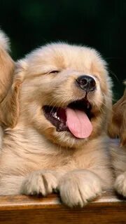 Kind pets