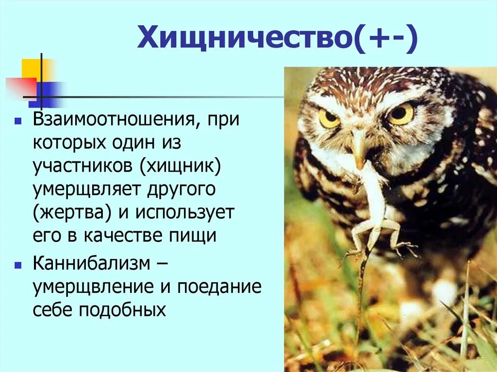 Хищничество. Хищничество это в биологии. Хищничество примеры. Биотические факторы хищничество.