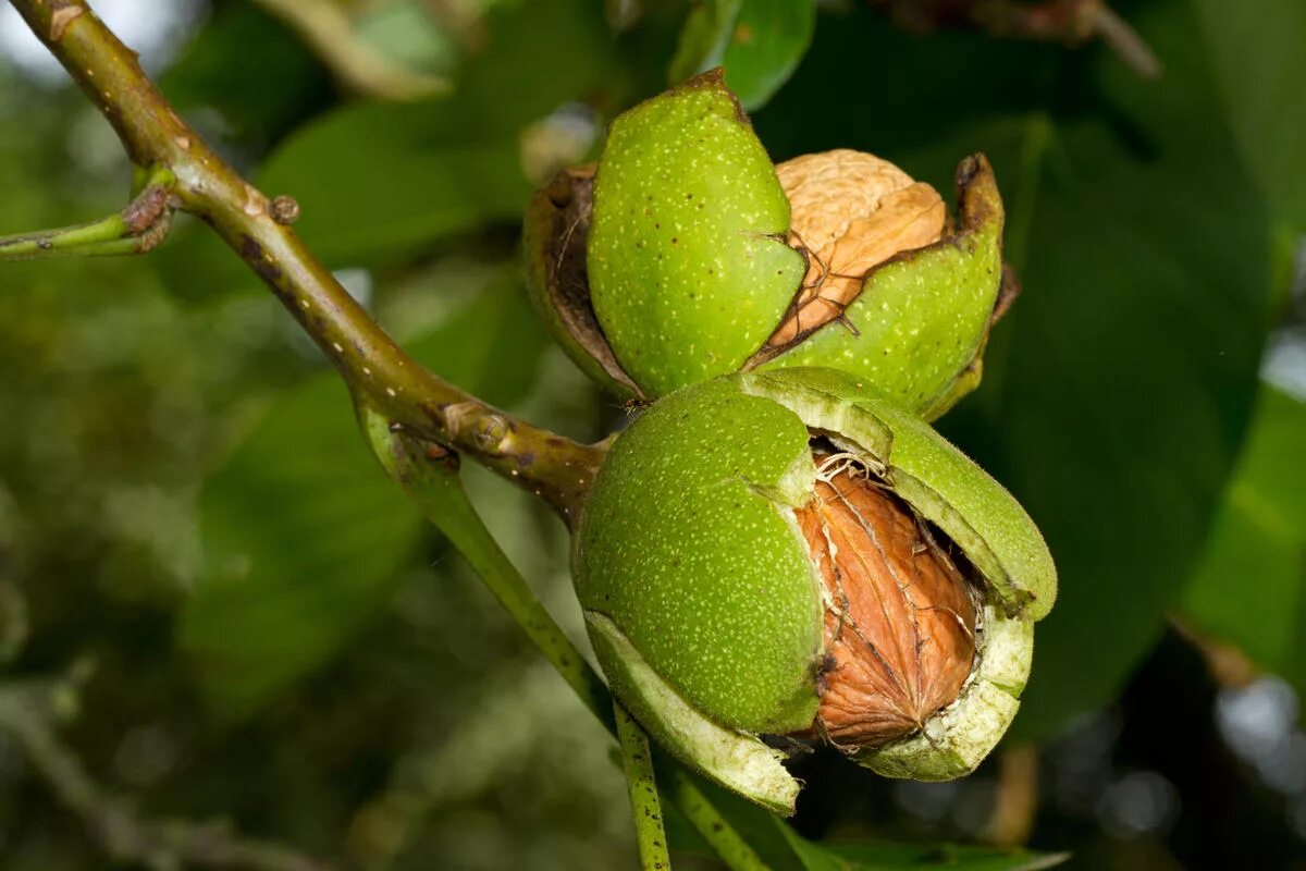 Сколько растет орех. Орех грецкий (Juglans Regia). Орех грецкий Juglans Regia семена. Орешник дерево грецкий орех. Грецкий орех в субтропиках.