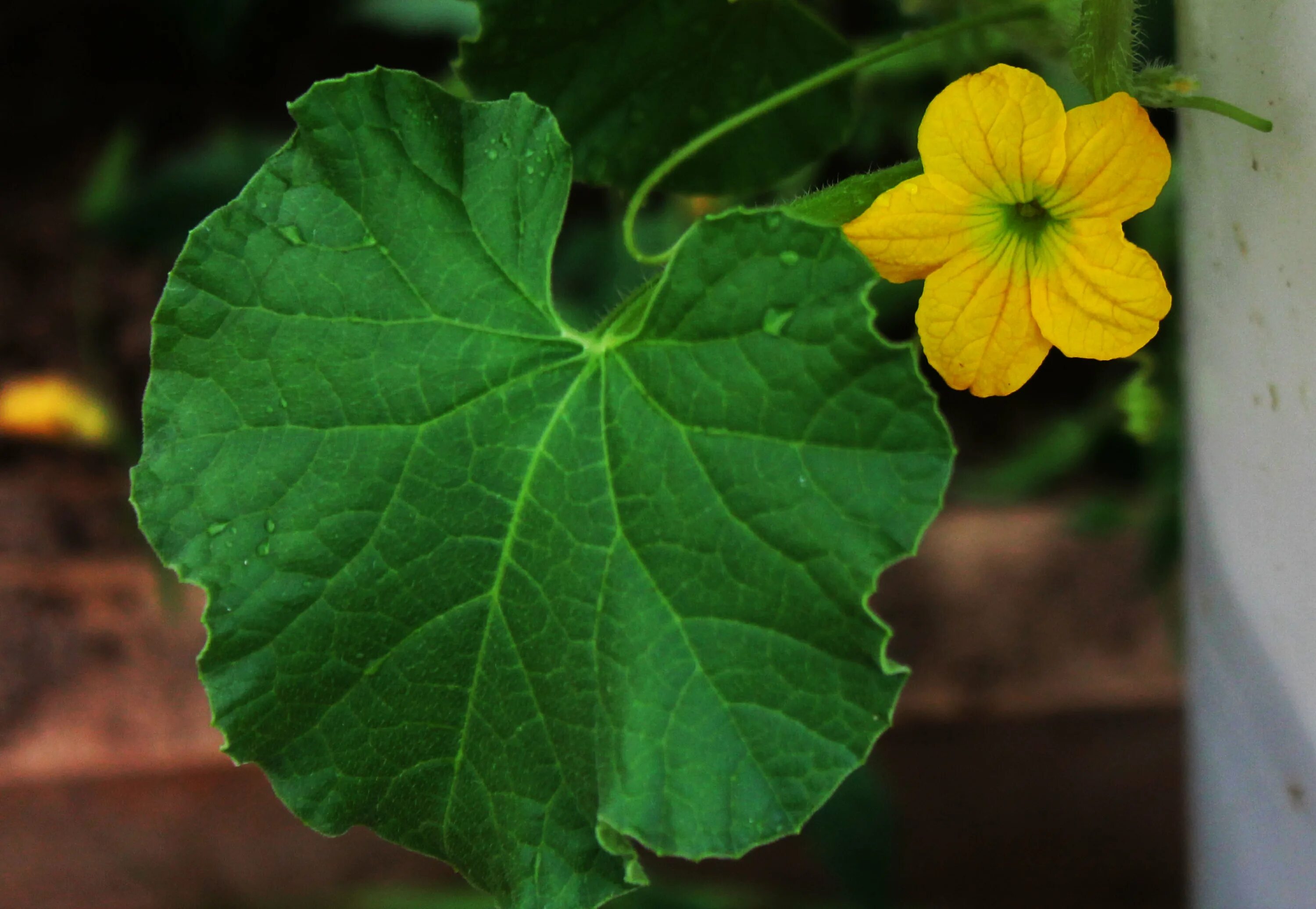 Cucurbita ecuadorensis. Листок дыни. Цветок дыни.