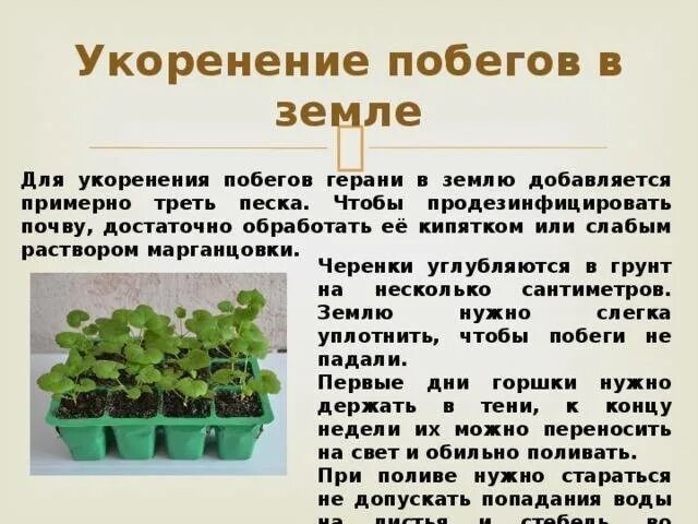 Какие условия нужны герани. Какие условия нужны герани. Черенкование герани. Какие условия нужны герани. Какие условия нужны герани.