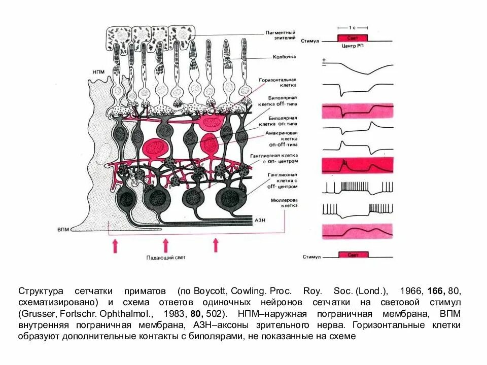 Строение сетчатки рисунок. Зрительный анализатор схема гистология. Схема нейронных связей сетчатой оболочки глаза. Слои сетчатки глаза гистология схема. Строение рецепторного аппарата сетчатки.