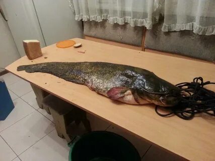 Уральские сомы