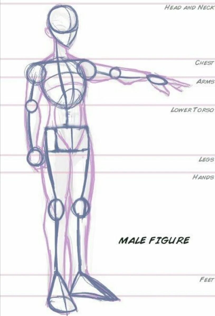 Анатомия человека рисование для начинающих пропорции. Анатомия тела человека для художников пропорции. Анатомия человека для рисования д. Схема тела человека для рисования.