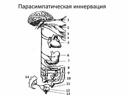 Что такое иннервация