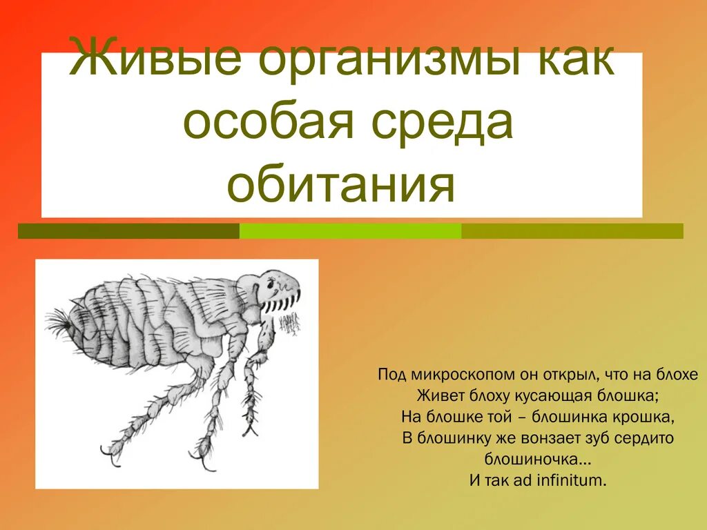 Организменная среда тест 5 класс. Блоха организменная среда обитания. Блоха среда обитания биология. Блоха приспособление к среде обитания. Организм как среда обитания.