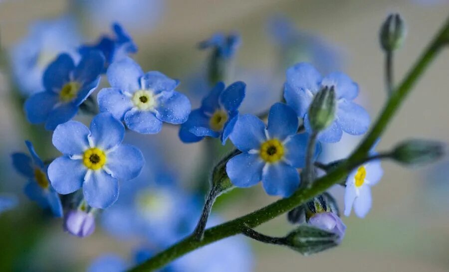 Незабудка растение. Незабудка Myosotis Myomark. Незабудка соцветие. Лазурная Незабудка.