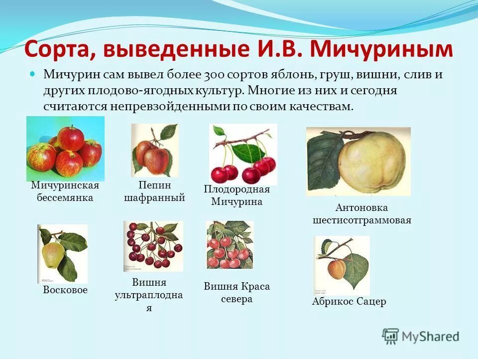 Мичурин область