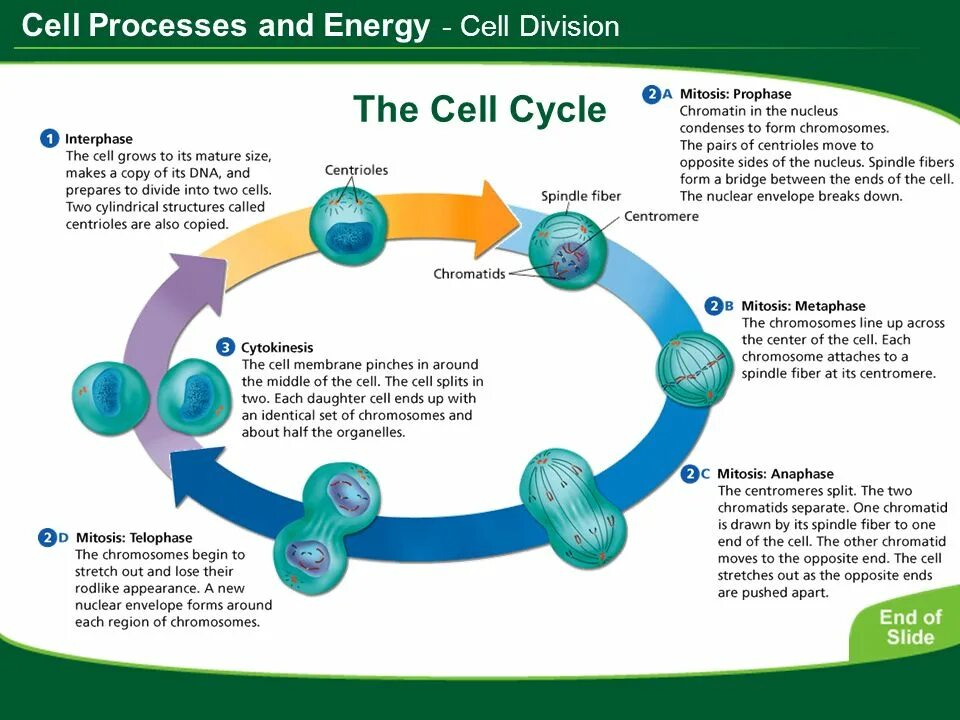 Cell Cycle Flow. Energy Cell. Cell Division process. Process of Energy.