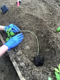 Как использовать переросшие