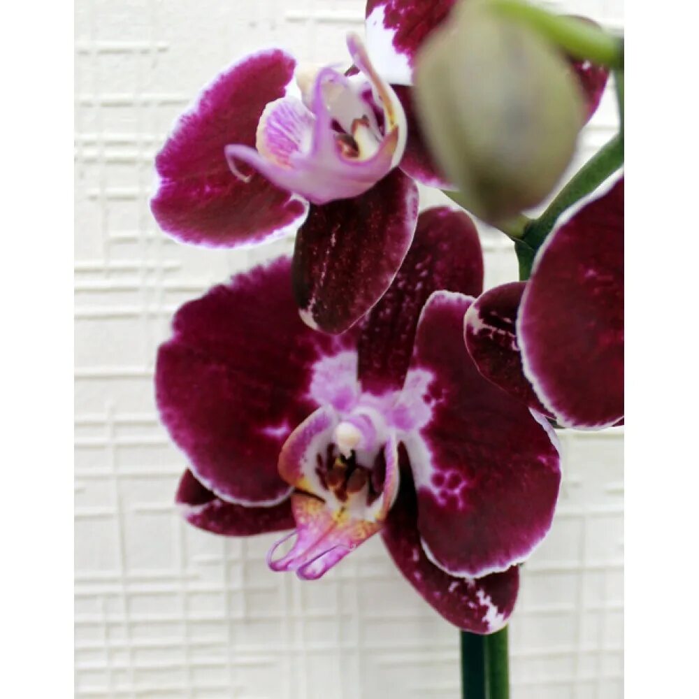 Фаленопсис Биглипп Wine Velvet, 1 ств купить в Москве - MAGICORCHID