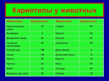 Сколько хромосом в листе огурца