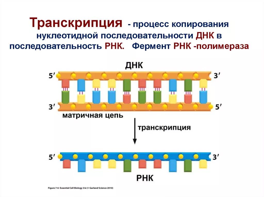 Какая цепь днк матричная. Строение транскрипции ДНК. Процесс транскрипции в биологии схема. Транскрипция ДНК В РНК процесс. Схема транскрипции ИРНК на ДНК.