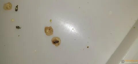 Какашки попугая