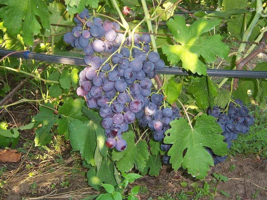 Виноград сорт рошфор отзывы. Сорт винограда рошфор. виноград плодовый рошфор. рошфор павловского виноград. рошфор виноград саженцы.